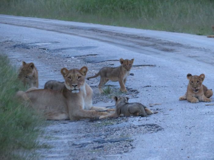 Sambesi Grosswild-Safari