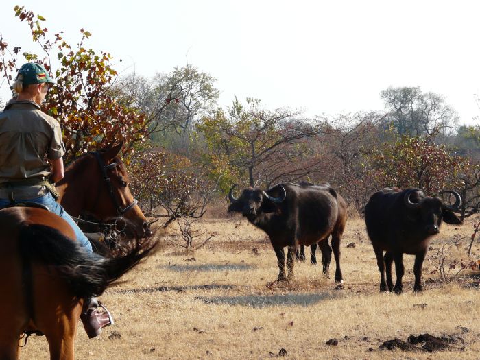 Sambesi Grosswild-Safari