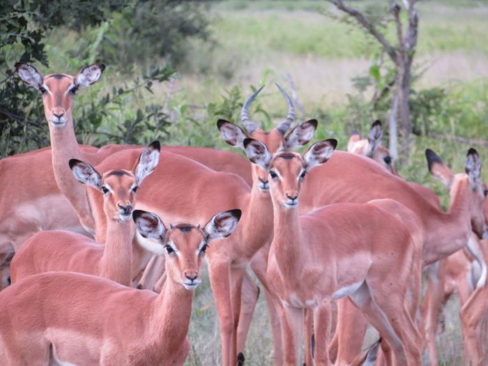 Sambesi Grosswild-Safari