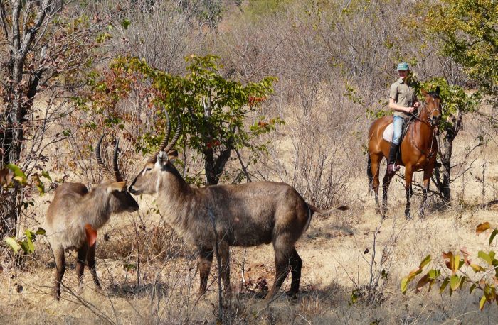 Sambesi Grosswild-Safari