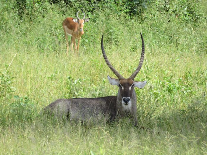 Sambesi Grosswild-Safari