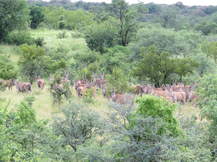 Sambesi Grosswild-Safari