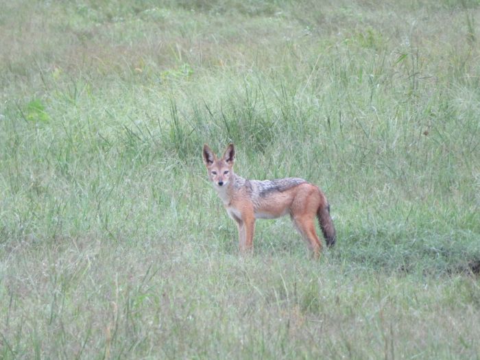 Sambesi Grosswild-Safari