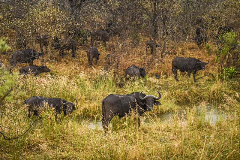 Sambesi Grosswild-Safari