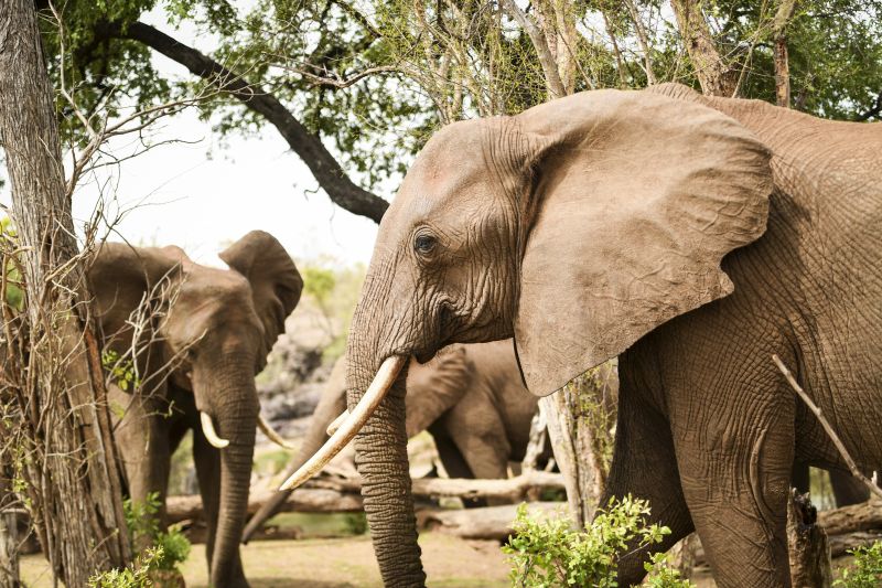 Sambesi Grosswild-Safari