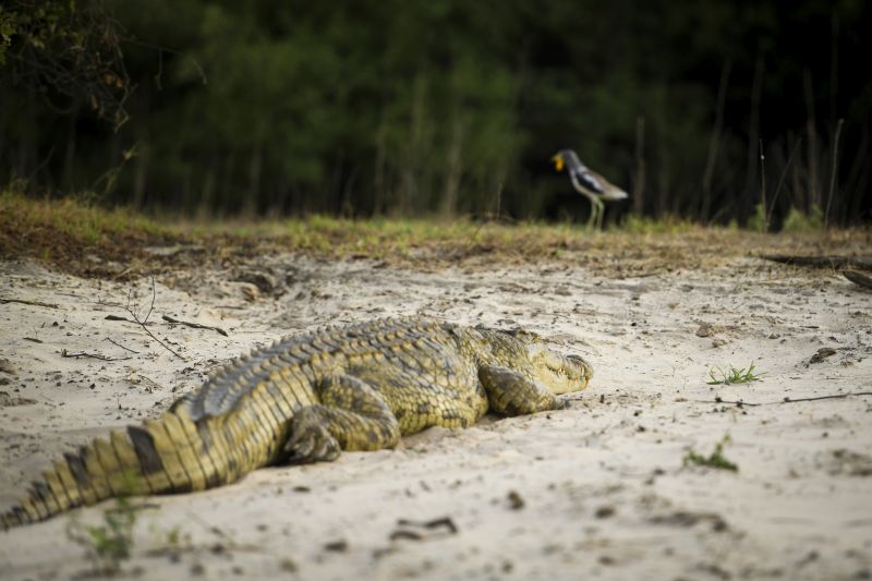 Sambesi Grosswild-Safari