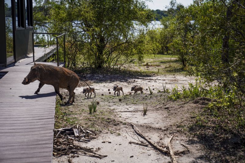 Sambesi Grosswild-Safari