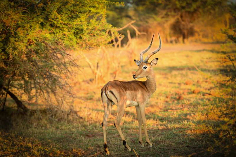 Sambesi Grosswild-Safari