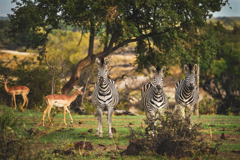 Sambesi Grosswild-Safari