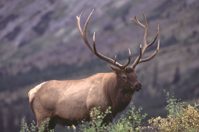 Banff Nationalpark-Ritte