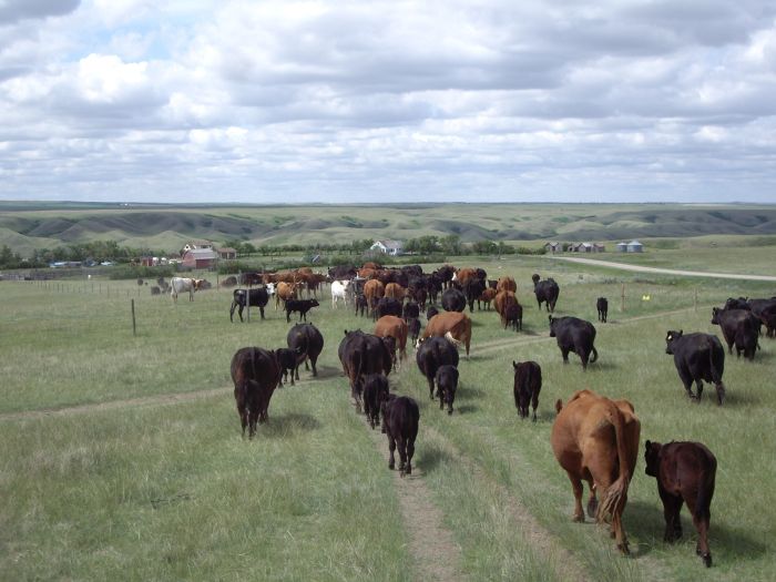 Saskatchewan River Valley Ranch