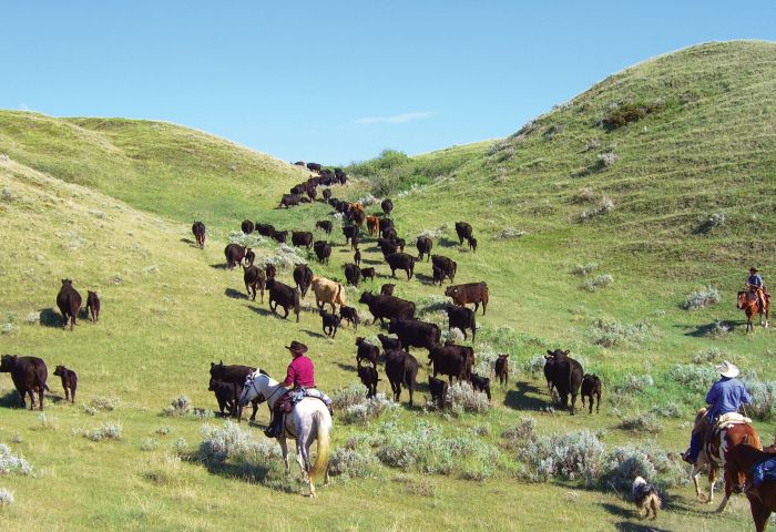 Saskatchewan River Valley Ranch