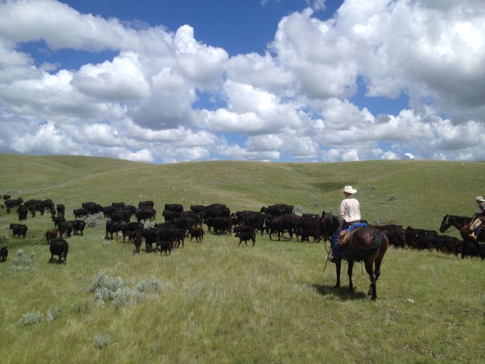 Saskatchewan River Valley Ranch