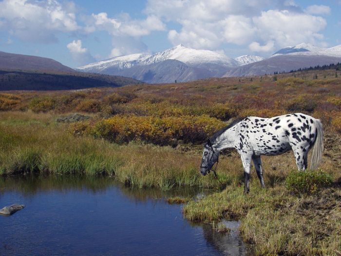 Grizzly Mountain Ritte