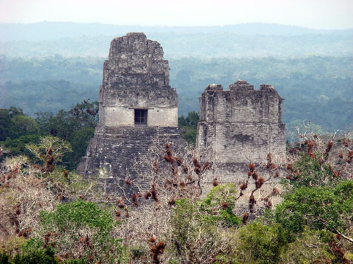 Maya-Dschungel-Ritt mit Caracol Ausflug