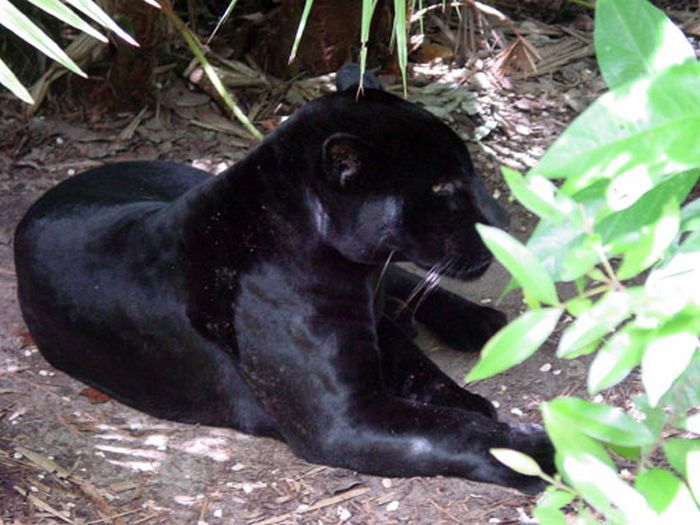 Maya-Dschungel-Ritt mit Caracol Ausflug