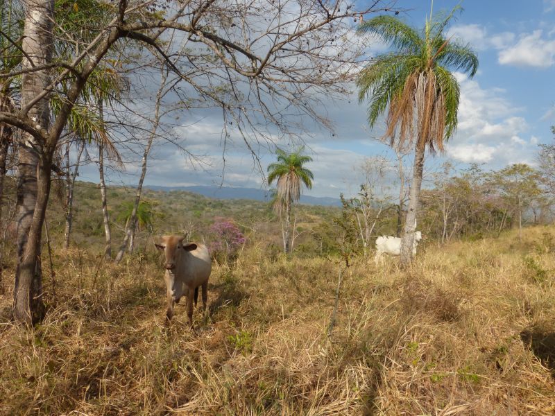 Costa Rica Odyssey Ritt