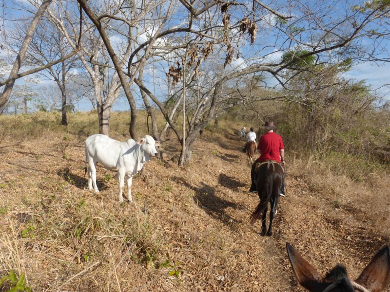 Costa Rica Odyssey Ritt