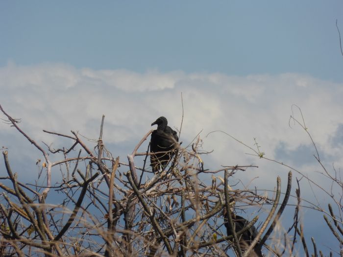 Von Küste zu Küste in Costa Rica