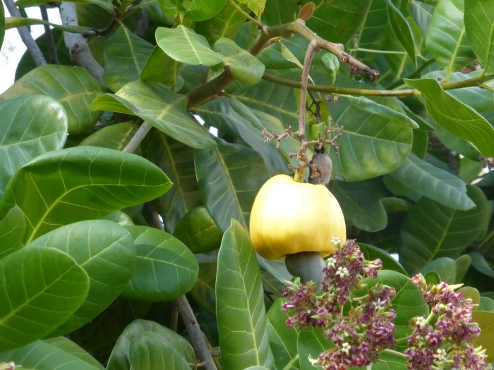 Von Küste zu Küste in Costa Rica