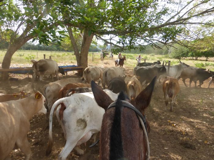 Von Küste zu Küste in Costa Rica