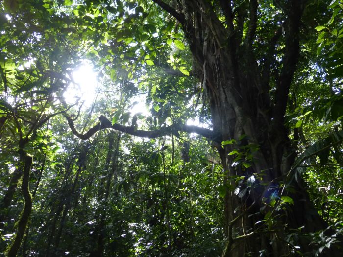 Von Küste zu Küste in Costa Rica