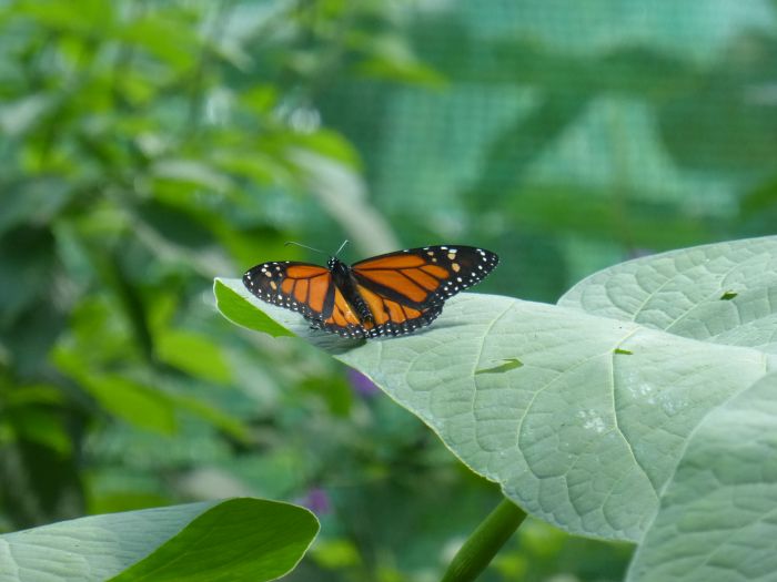 Von Küste zu Küste in Costa Rica