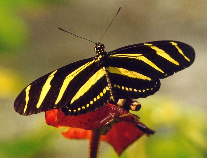 Von Küste zu Küste in Costa Rica