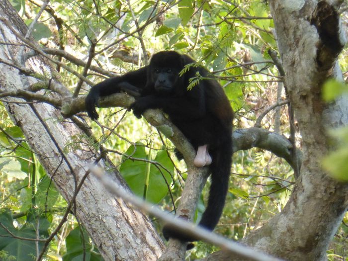 Von Küste zu Küste in Costa Rica