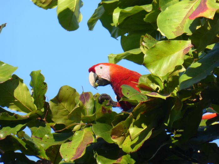 Von Küste zu Küste in Costa Rica