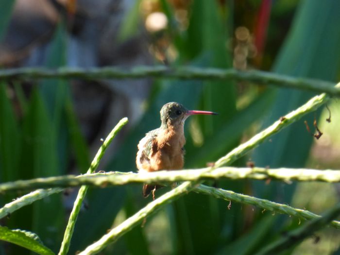 Von Küste zu Küste in Costa Rica