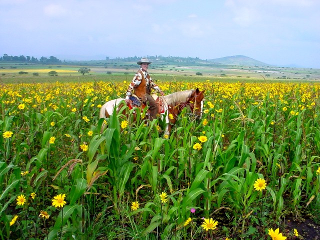 Rancho Mexicana