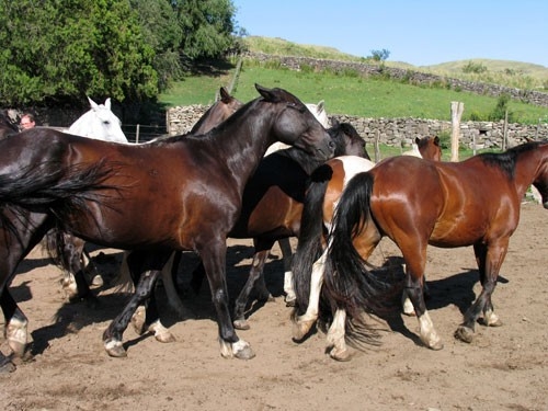 Estancia in der Sierra Chicas