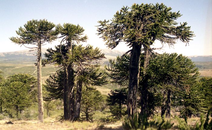 Pioniere in Patagonien