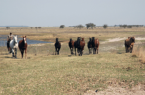 Esquina Gaucho Woche