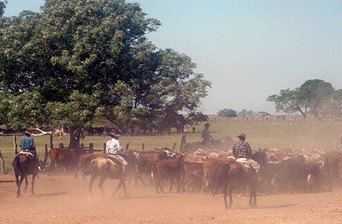 Esquina Gaucho Woche