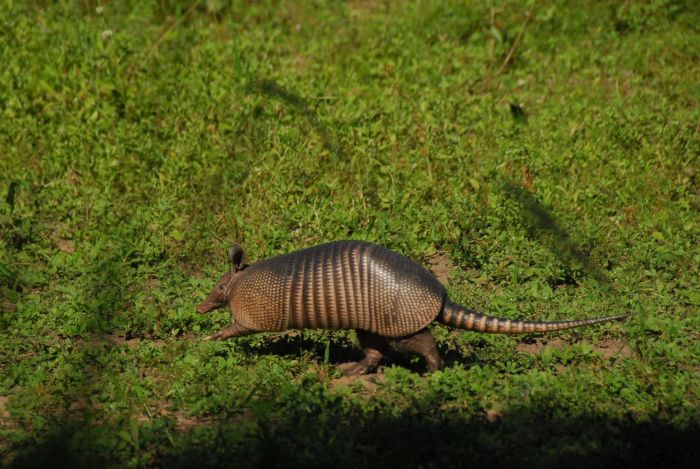 Pantanal Ritt