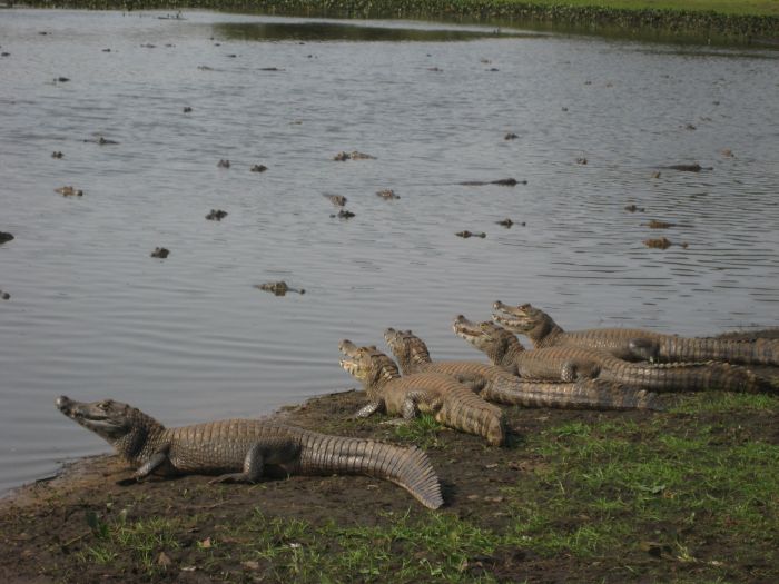 Pantanal Ritt