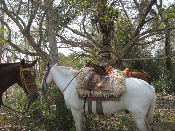 Pantanal Ritt