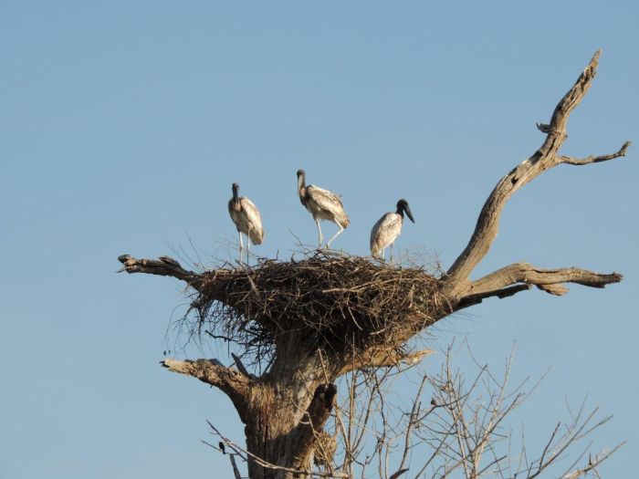 Pantanal Ritt