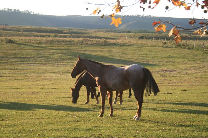 Gaucho Pampas Trail