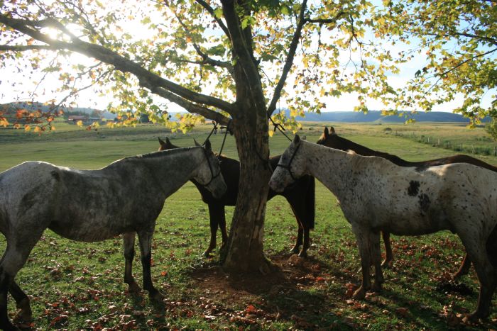 Gaucho Pampas Trail