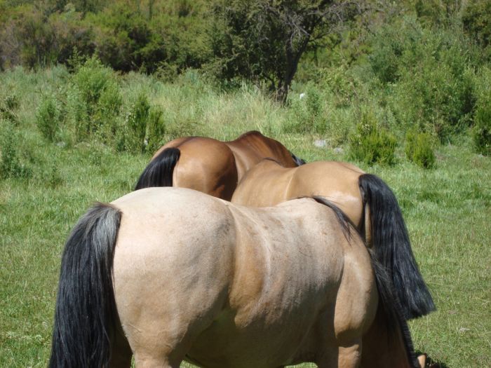 Reitabenteuer im Norte Chico