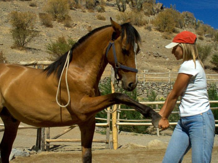 Reitabenteuer im Norte Chico