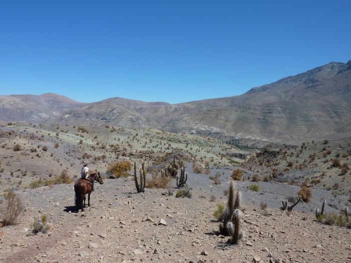 Reitabenteuer im Norte Chico
