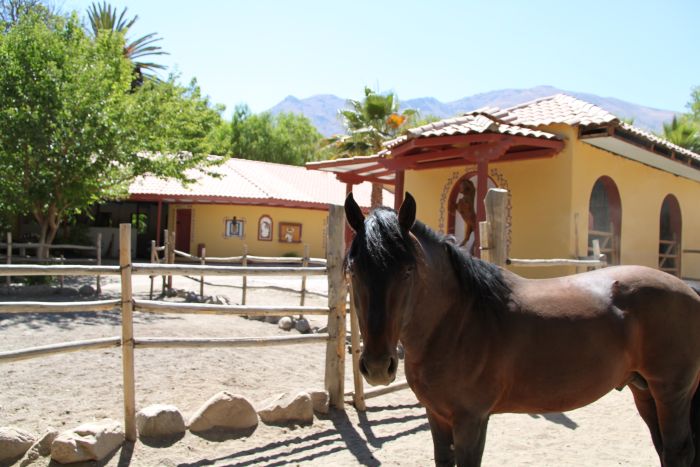 Reitabenteuer im Norte Chico