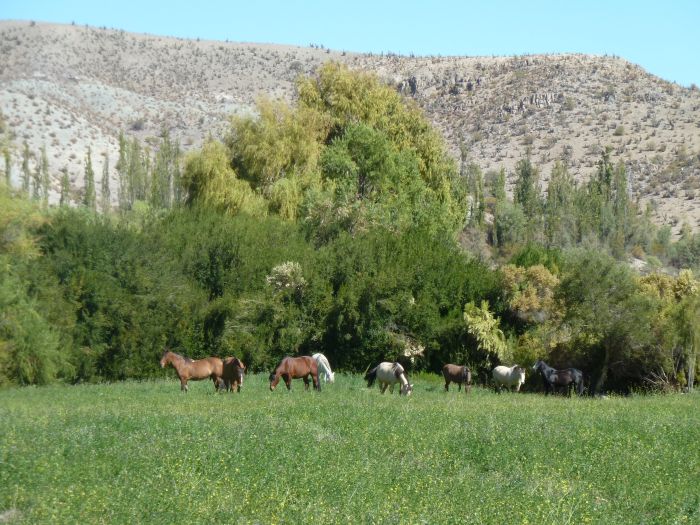 Reitabenteuer im Norte Chico