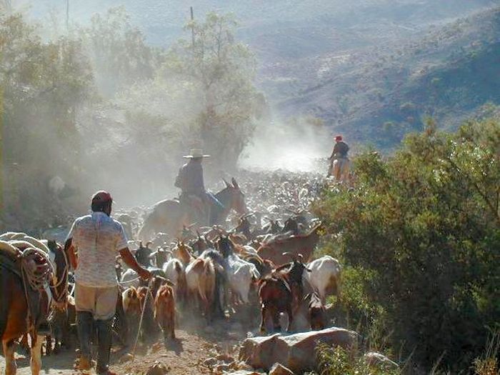 Reitabenteuer im Norte Chico