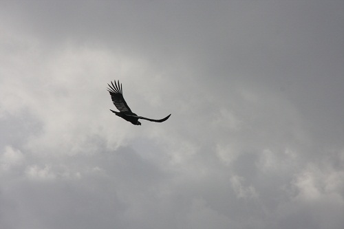 Colca Canyon & Titicaca-See