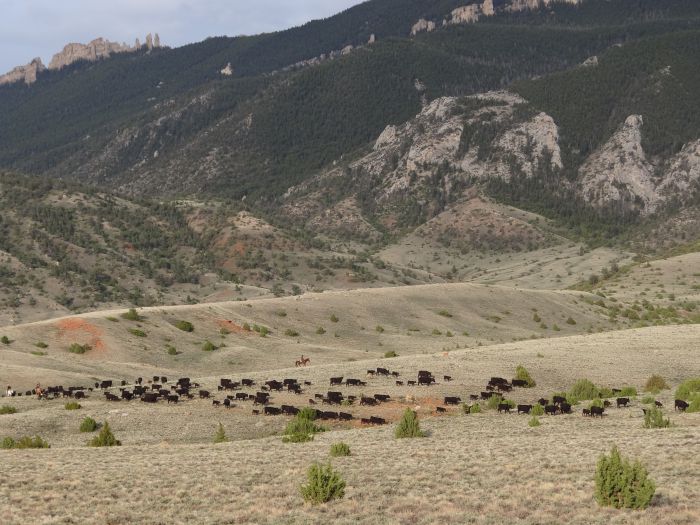 Dryhead Ranch Cattle Drives